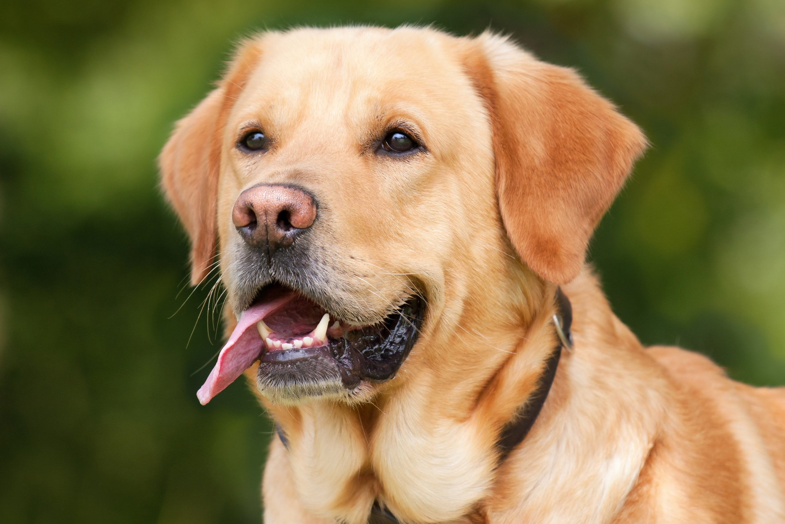 dog-1210559